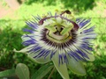 dsc05077.jpg