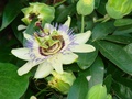 dsc05081.jpg