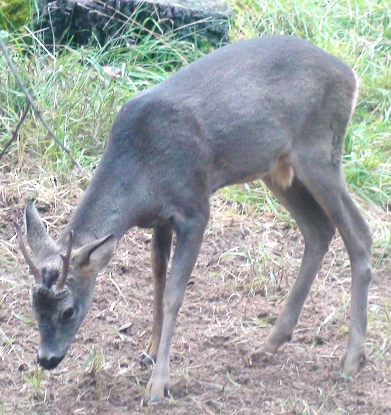 capriolo