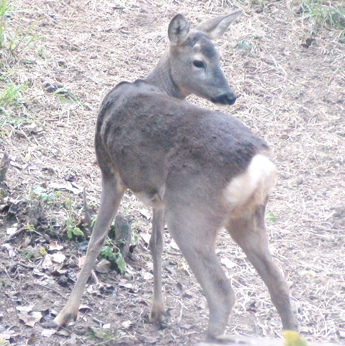 capriolo