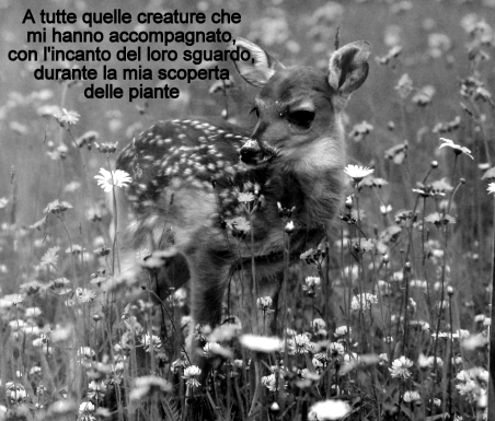 dedica