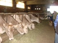 dsc04950.jpg