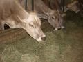 dsc04954.jpg