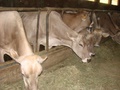 dsc04955.jpg